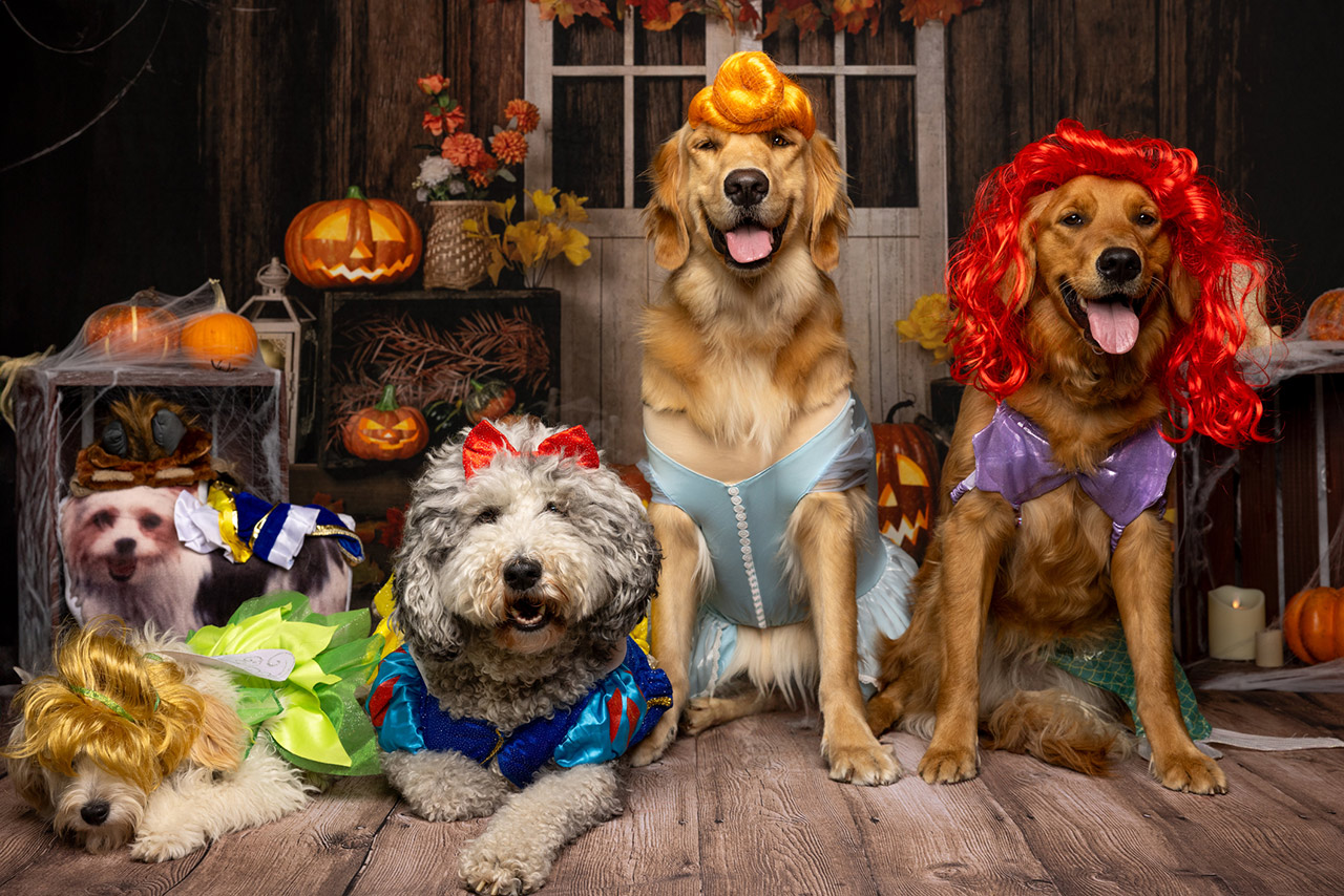 Fairy Tale Dog Squad in Halloween Costumes stock photo
